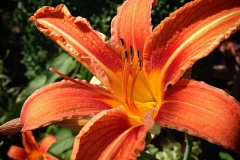 Mit offener Blüte