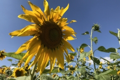 Blumengrüße - Sonnenblumen