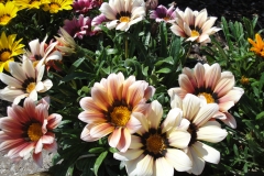 Blumengrüße