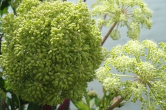 Blumengrüße