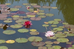 Blumengrüße - Seerosen