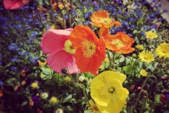 Blumengrüße