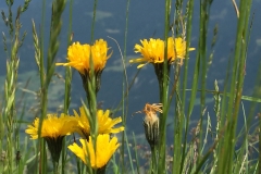 Blumengrüße - An der Donau