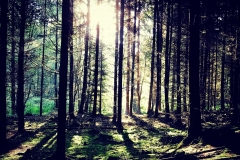 Im Wald