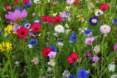Blumengrüße - Bunte Blumenwiese