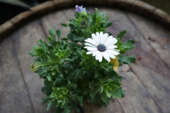 Blumengrüße