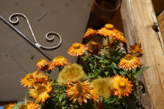 Blumengrüße
