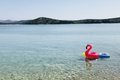 Flamingo ist auch da