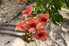 Sibenik Impressionen