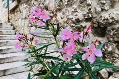 Sibenik Impressionen