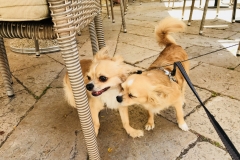 Zadar - Emma und ihr Double