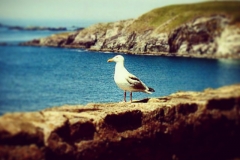 Möwe in Irland