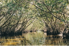 Florida Everglades