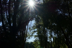 Sonnenstern