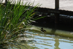 Naturwelt