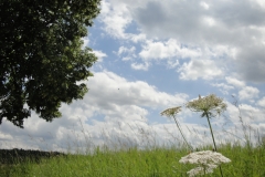 Naturwelt