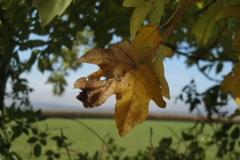 Herbstgold