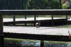 Wasserstege