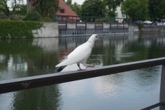Landshuter Einblicke
