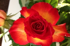 Rosenduft