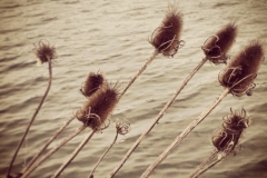 Am Wasser