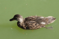 Ente Erna