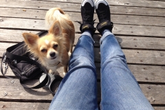Emma - Mundwerk Chihuahua