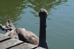 Schwanenkind