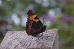 Schön wie ein Schmetterling