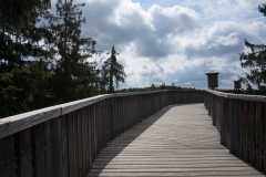 Auf dem Holzweg