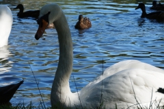Schwanengesang