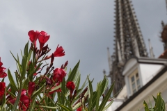 Regensburger Einblicke