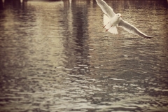 Möwe im Anflug