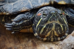 Schildkrötenblick