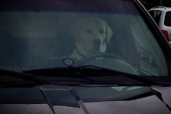 Hund am Steuer!