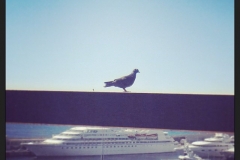 Taube in Monte Carlo