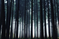Mystischer Wald