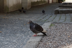 Taubenhaft