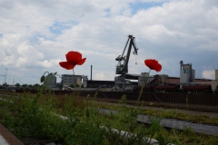 Kranmohn