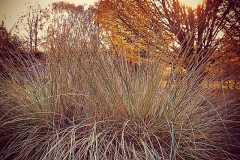 Herbstgras