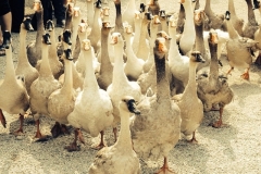 Gans viel los!