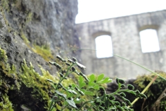 Burgwelten