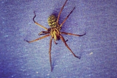 Spinnefeind