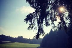 Waldlichter