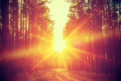 Im Wald