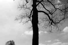 Verzweigt