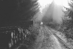 Im Wald