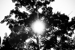 Sonnenbaum