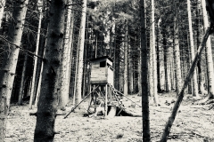 Der Wald vor lauter Bäume