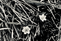 Blumenpunkte